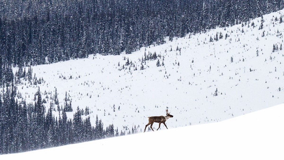 Caribou in snow