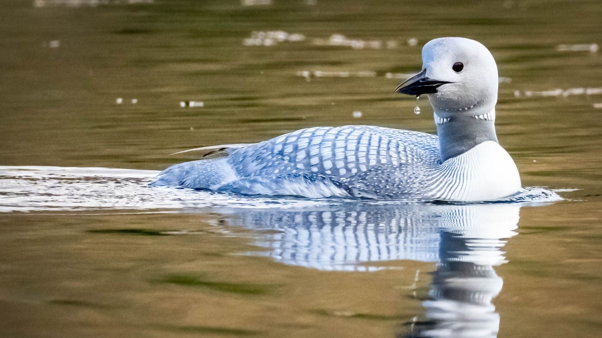 Loon reflected on lake 