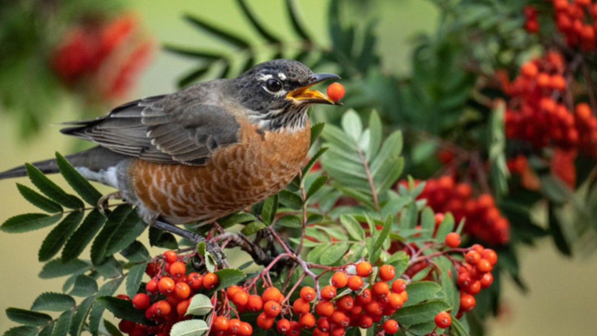 Bird with berry in its beak