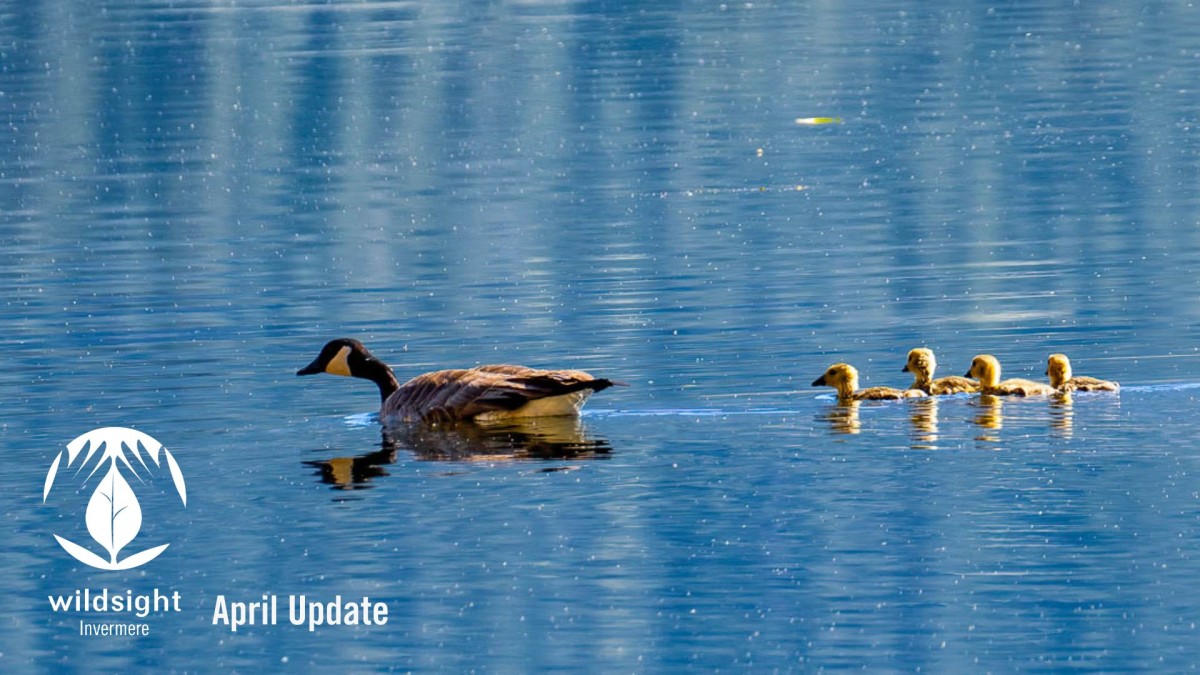 Goose and goslings on blue lake