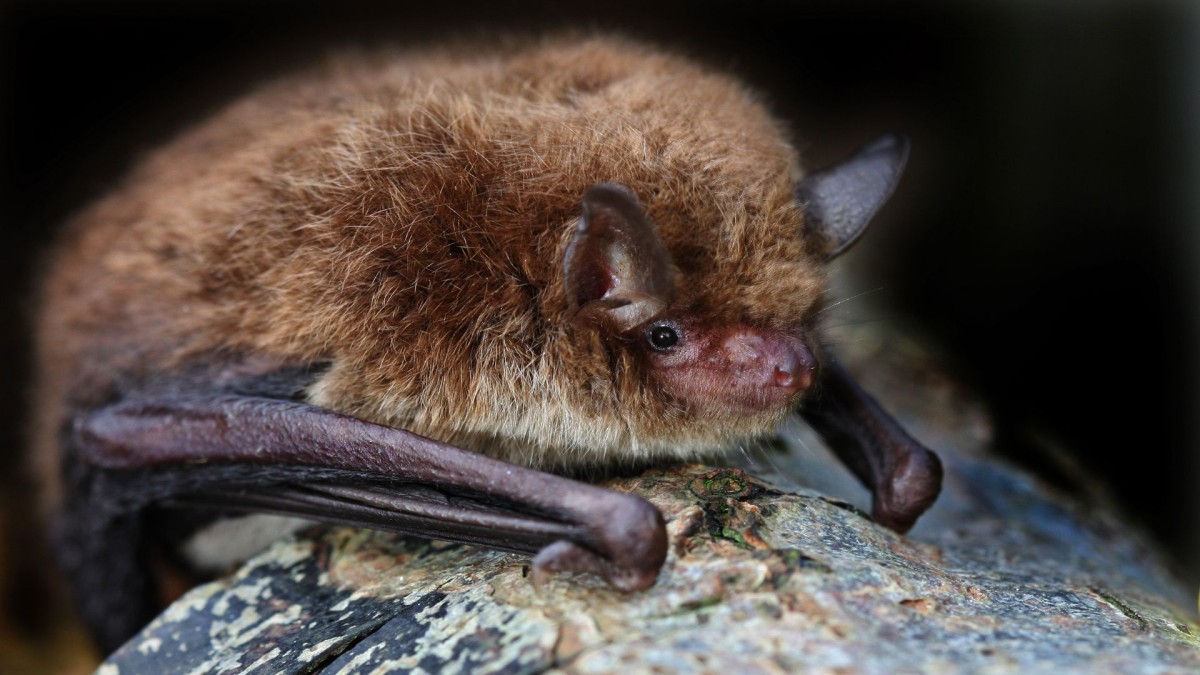 close up photo of a bat resting