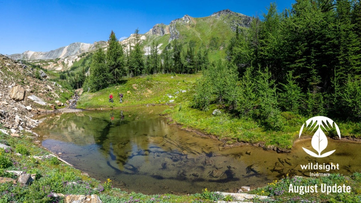photo of clear mountain tarn surrounded by grass and trees