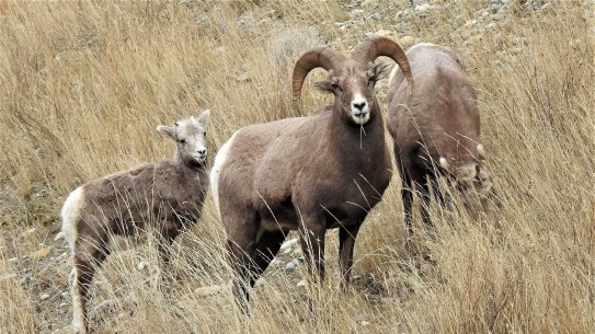 male bighorn sheep looking at camera with female and juvenile behind eating dry grass