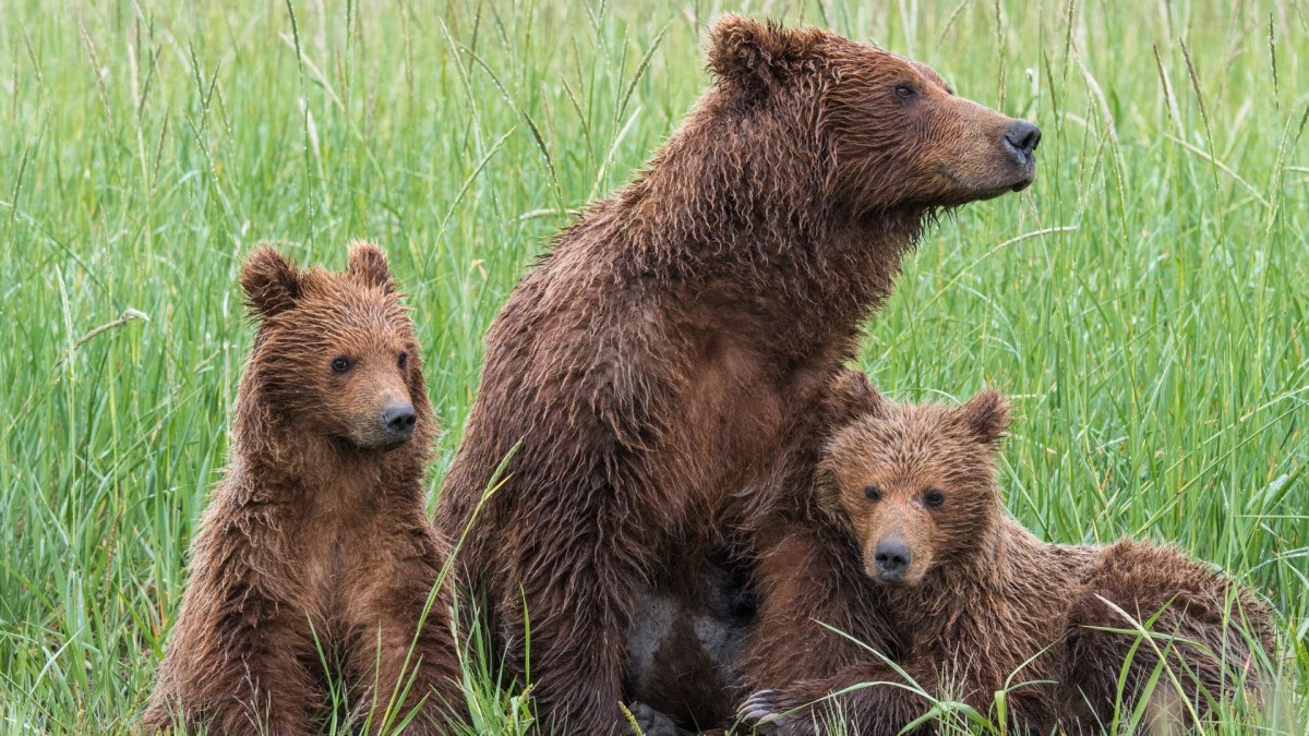 adult brown bear and two cubs with wet fur sitting in long grass