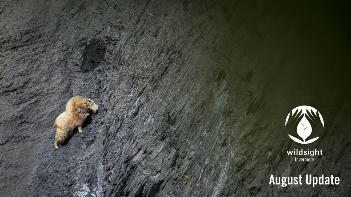 A white mountain goat climbs a dark grey cliff face