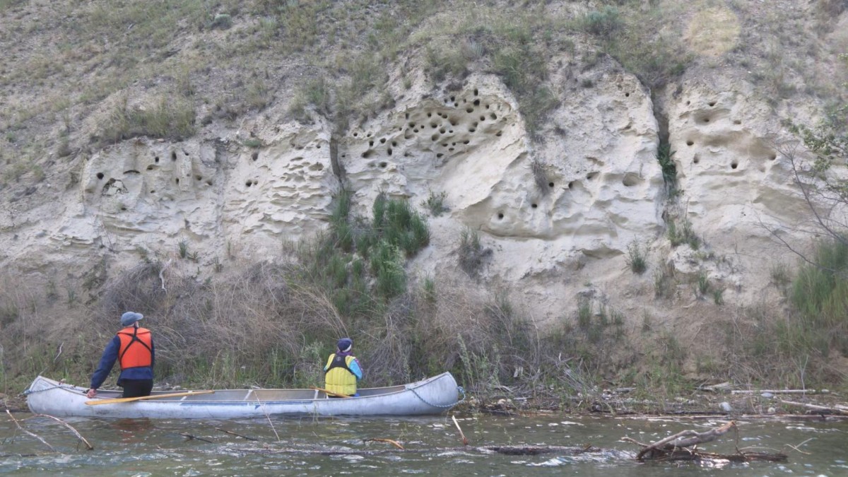 Photo of two people in canoe looking at bank swallow nesting holes in bank