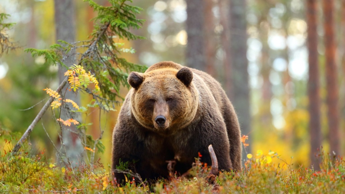 A large grizzly bear in the forest facing directly forwards