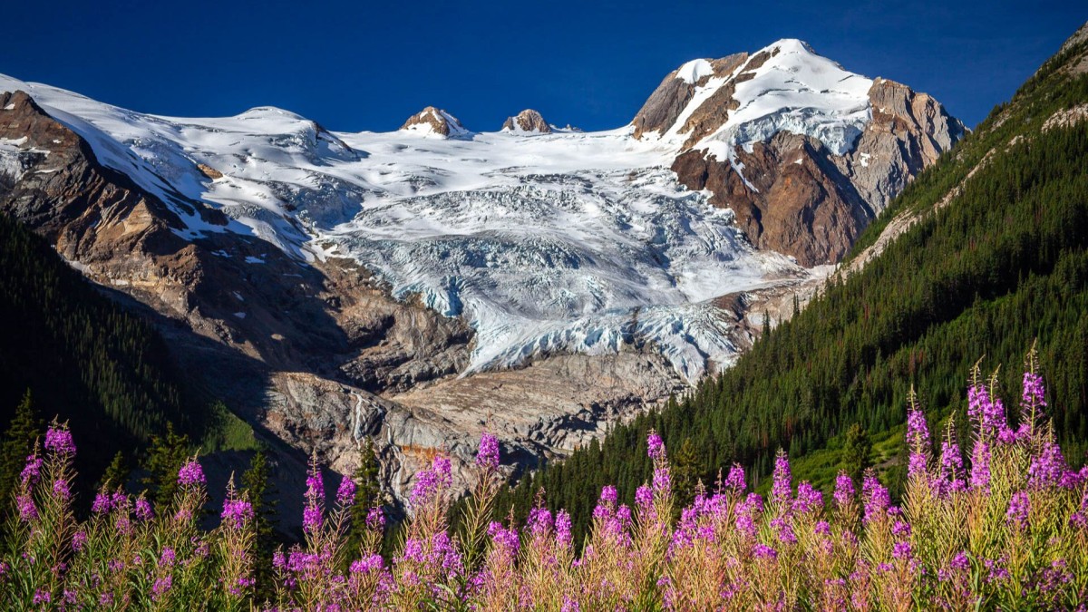 Mountain peak and glacier with pink fireweed flowers in the foreground