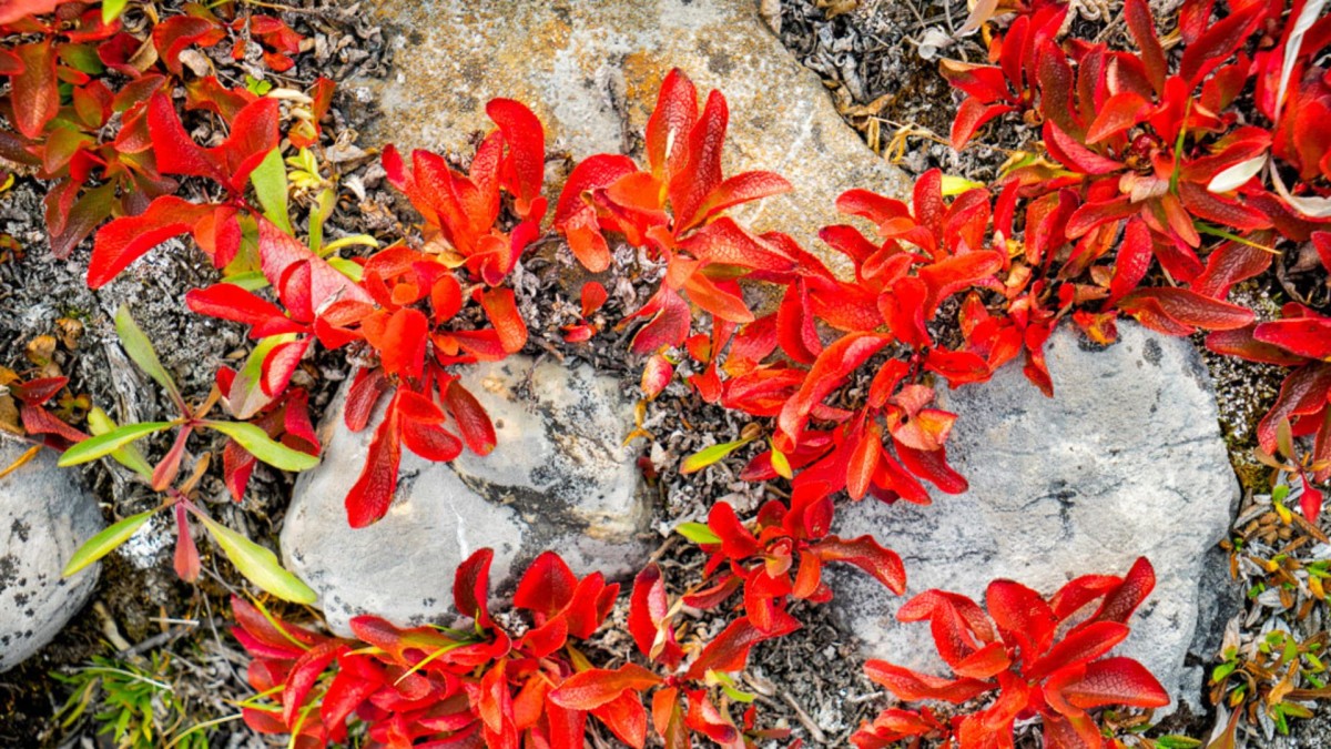 a red-leaved plant growing on rocks