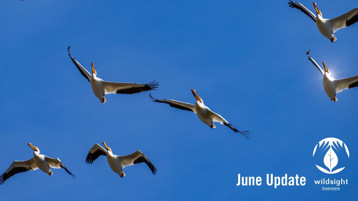 pelicans flying against a blue sky
