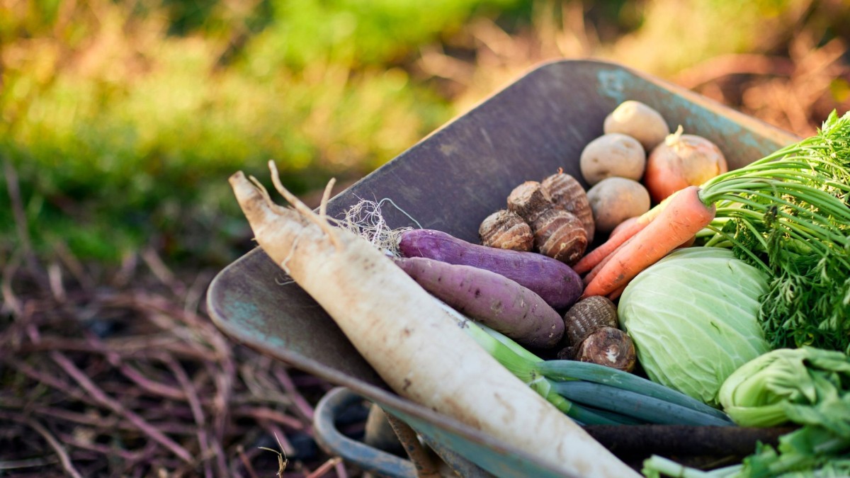 a wheelbarrow of vegetables