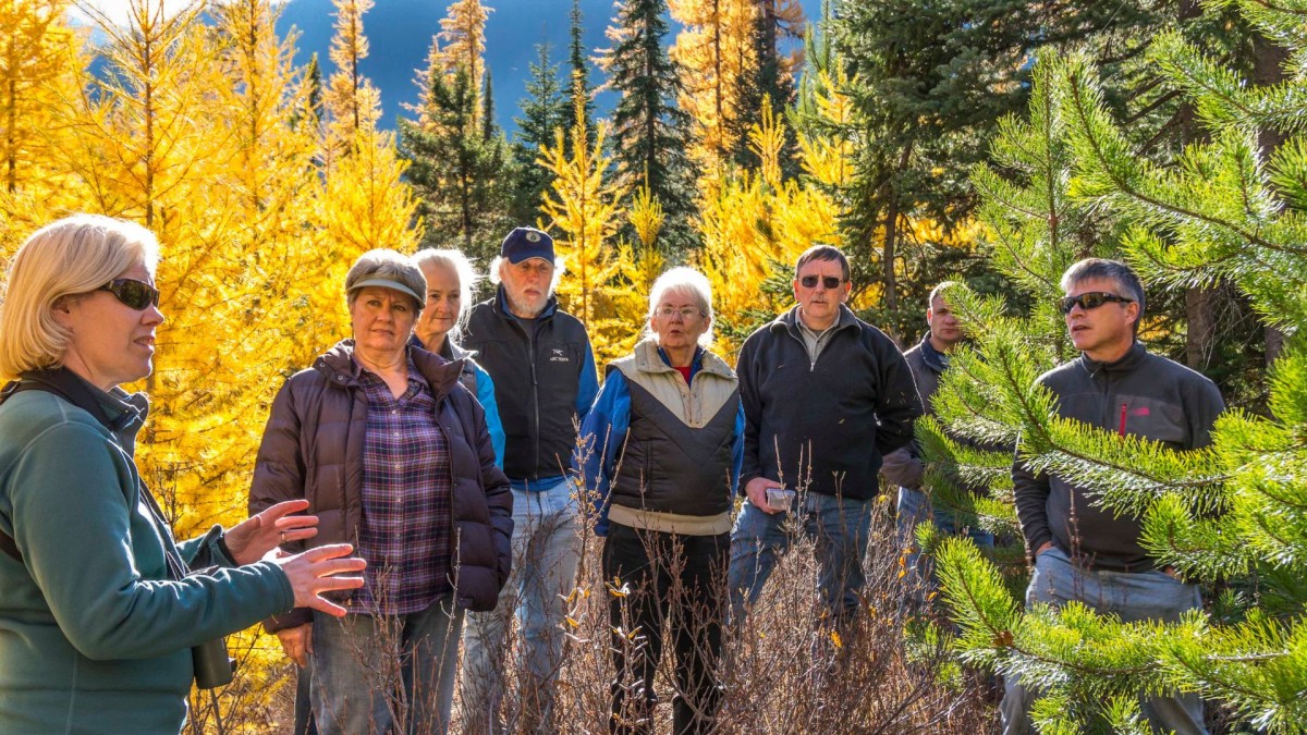 A group of people standing amongst golden larches