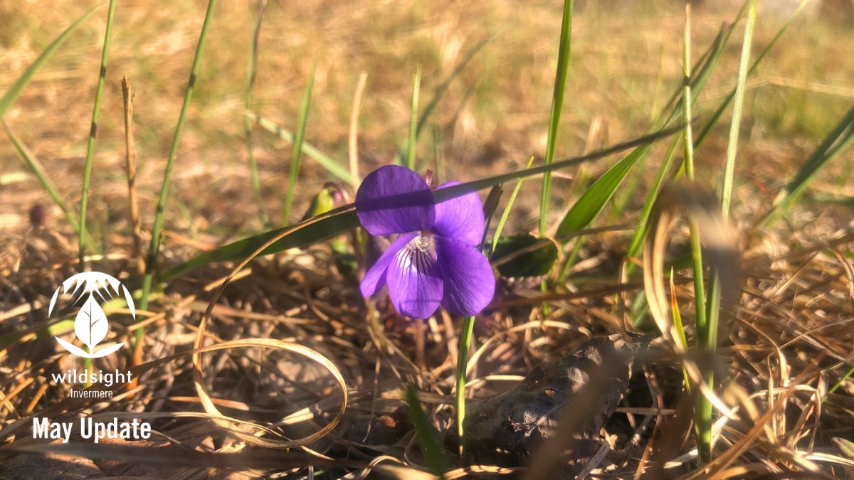 closeup image of violet flower in dry grass