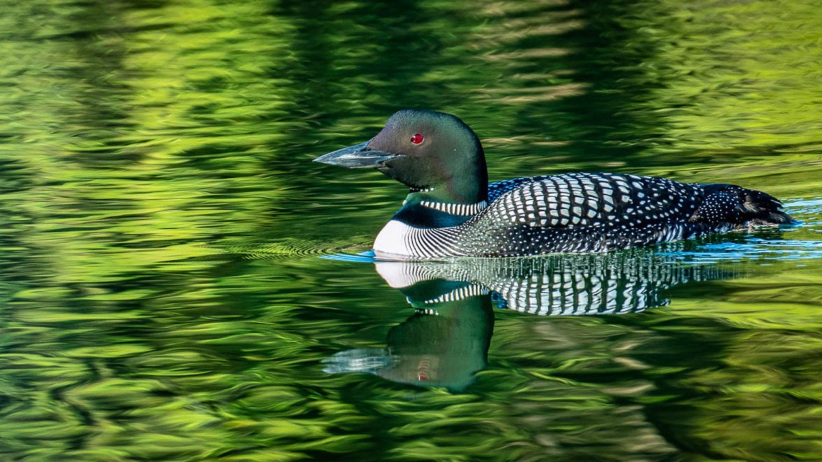 Loon bird swimming on green rippled water