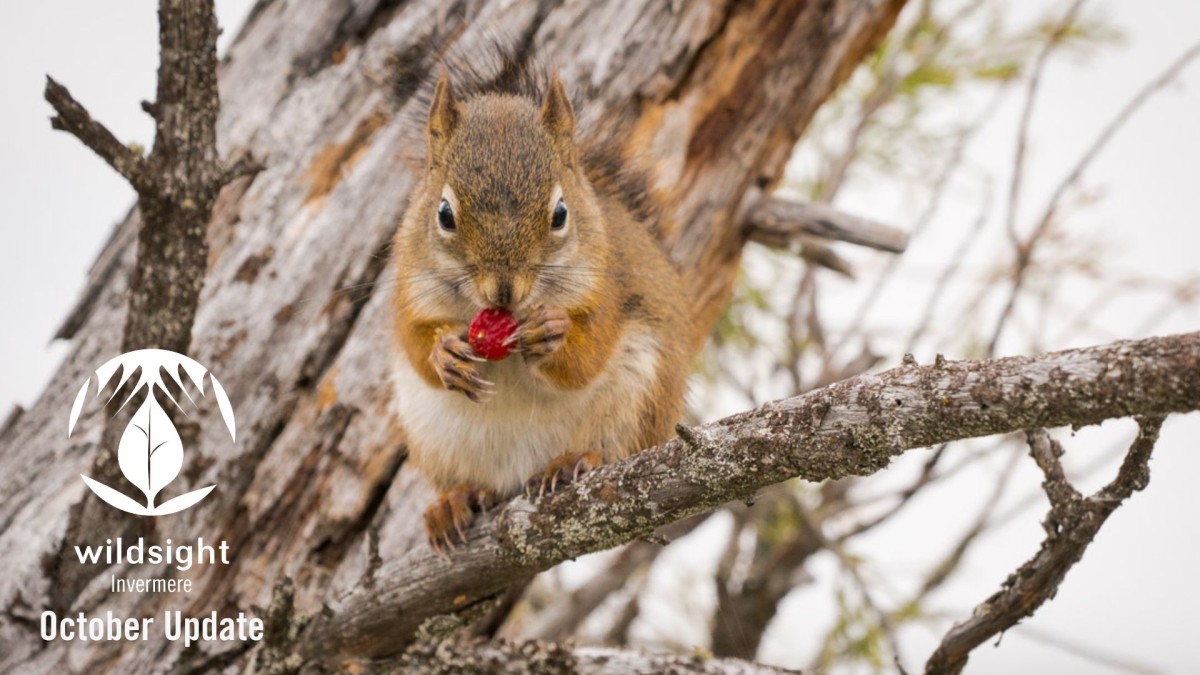 Squirrel in a tree eating a red berry