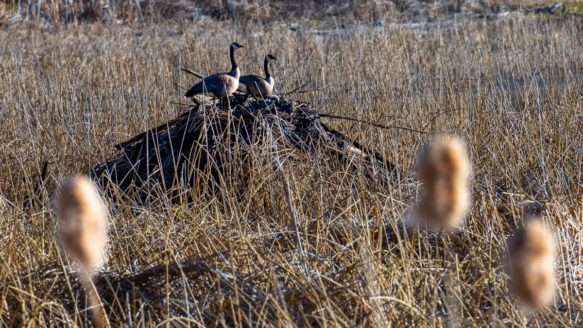 two Canada geese on a nest amongst brown reeds