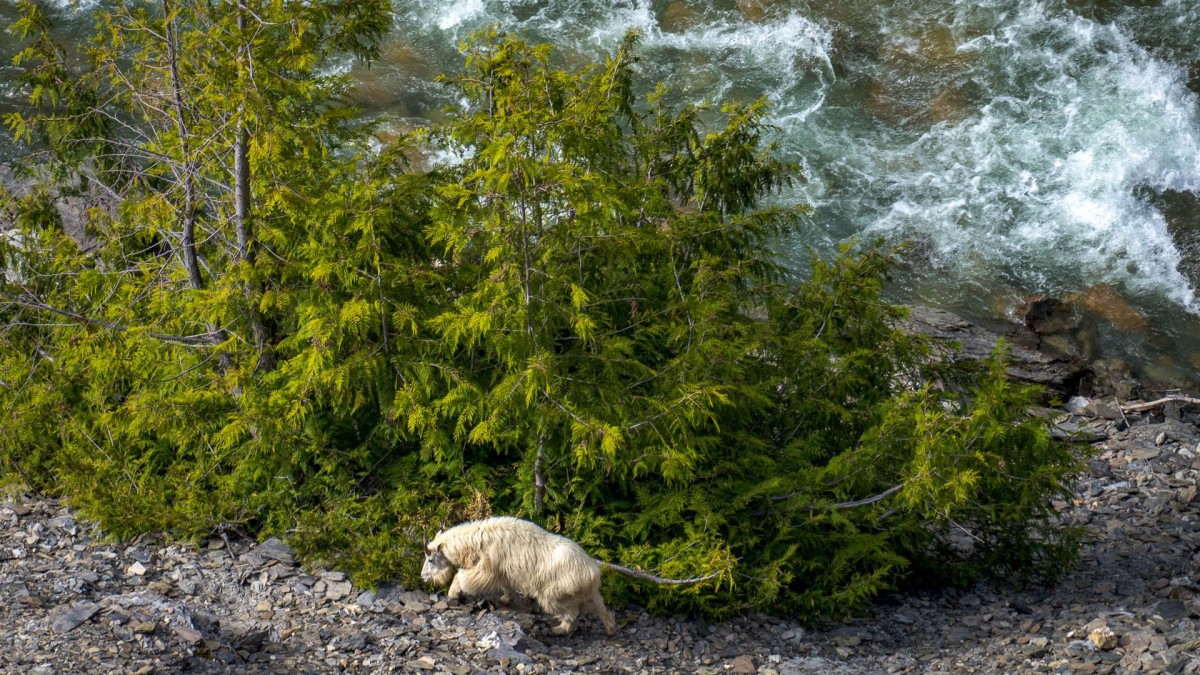 Photo of a white mountain goat walking on rocky terrain beside trees and a rushing river