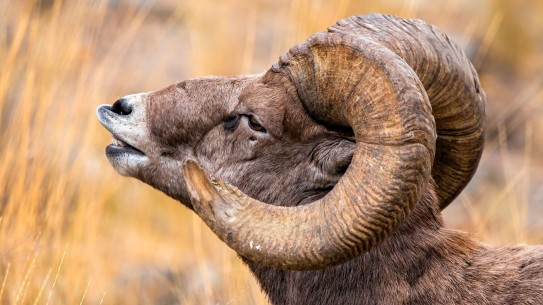 Closeup of bighorn sheep head