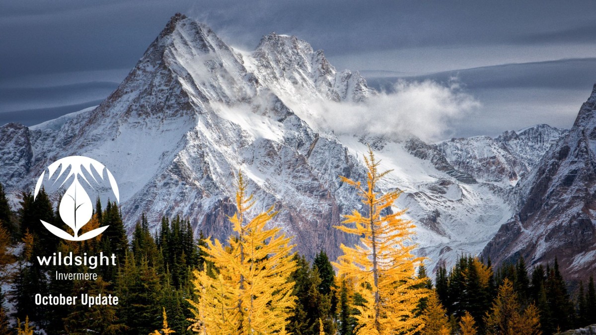 Photo of snowy mountain with golden larches in foreground
