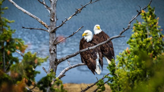 Two bald eagles in a tree