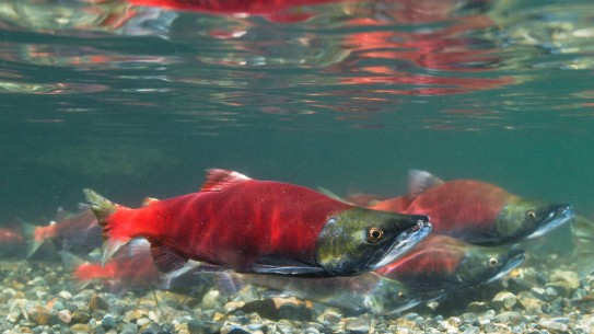 underwater photo of  red salmon swimming