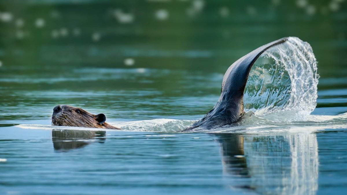 beaver splashing it's tail in still green water