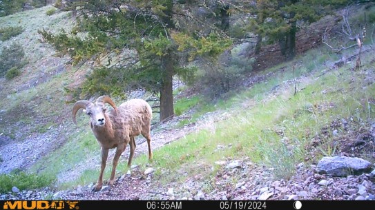 trail cam image of a bighorn sheep on a hillside