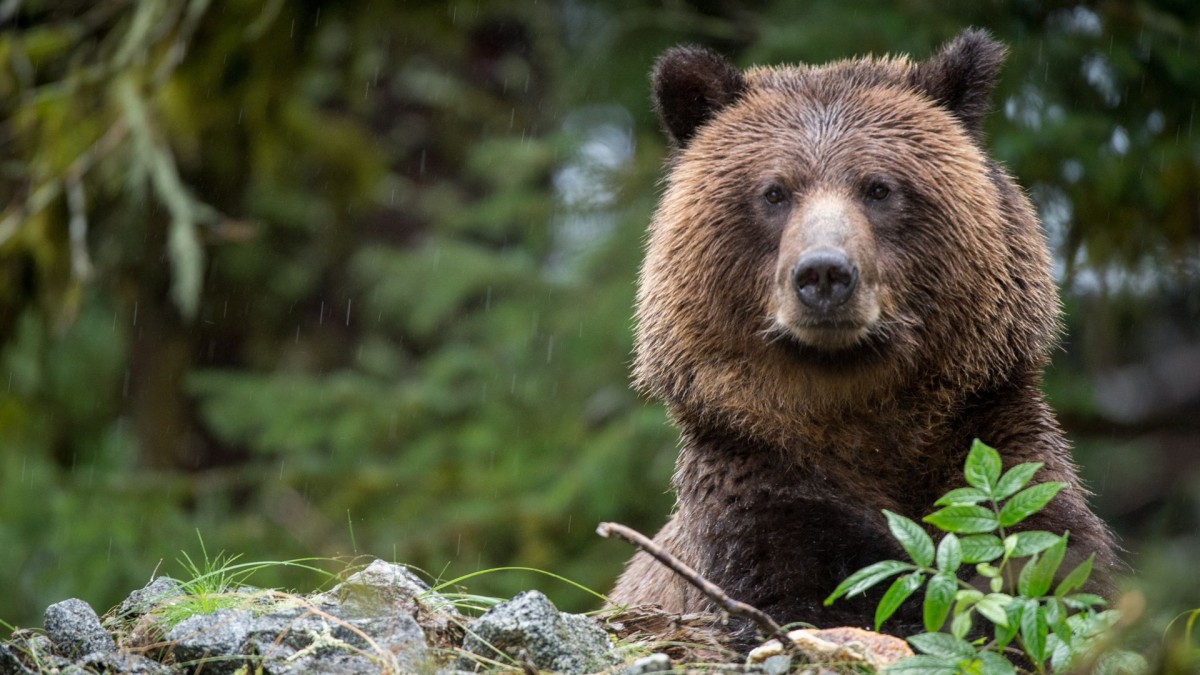 Grizzly bear head popping up from behind a pile of stones