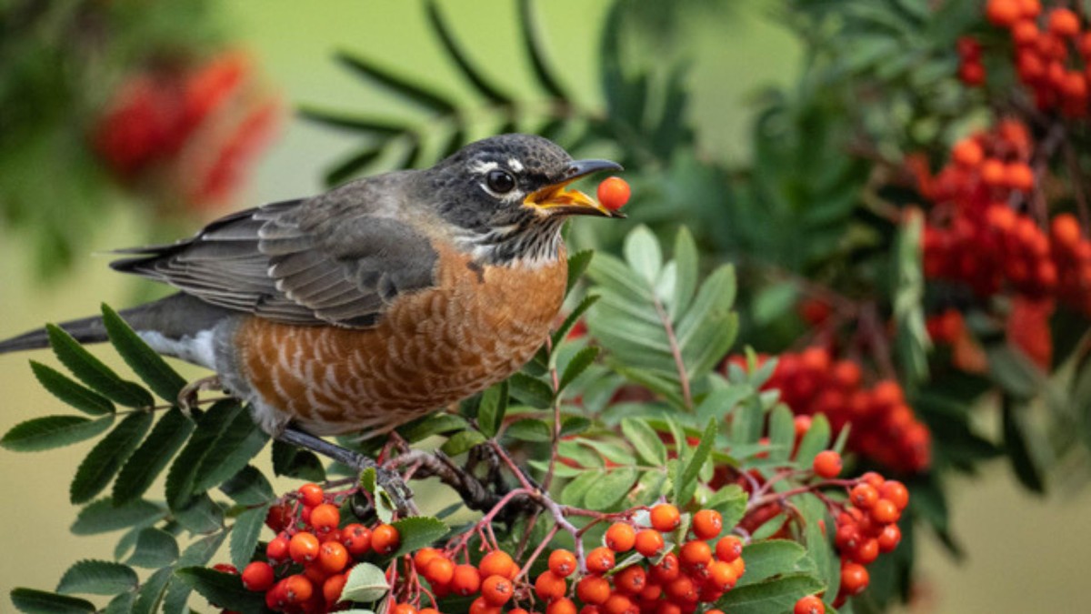 Bird on a branch of orange berries, with a berry in its beak