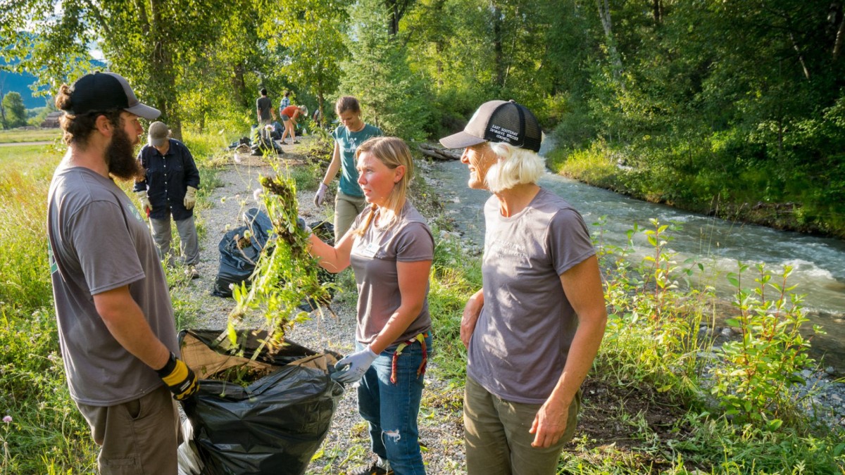 Volunteers pulling weeds beside a stream