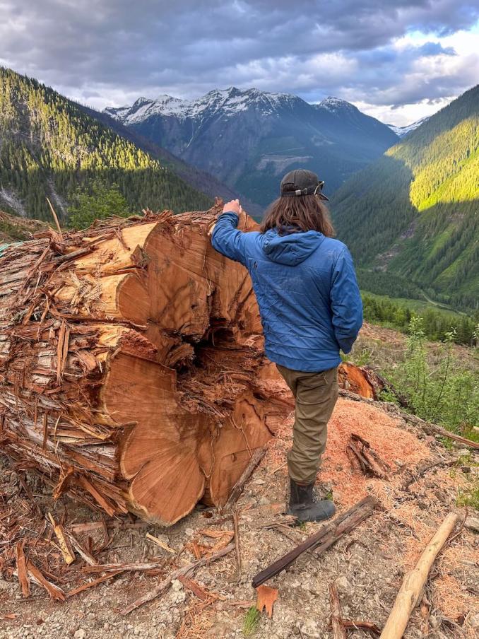Person and a cut large cedar