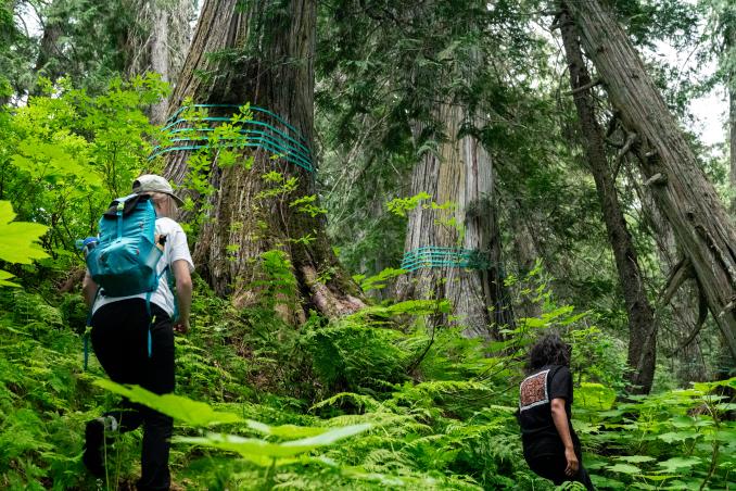 Old growth slated for logging