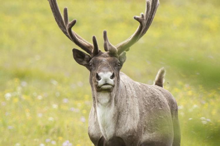 Caribou