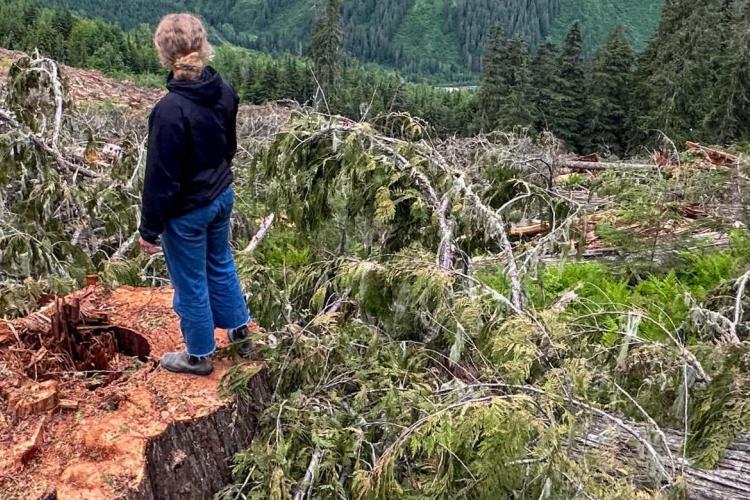 Standing on a giant cedar stump