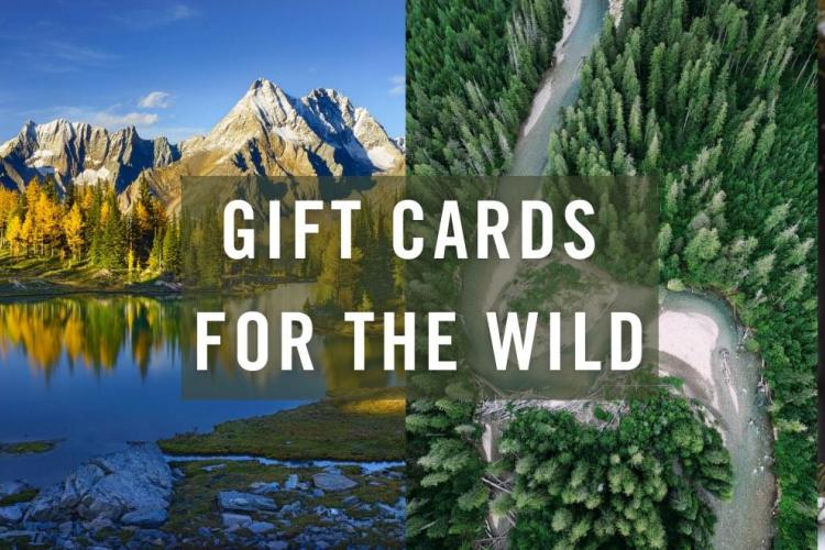 Gift cards for the wild