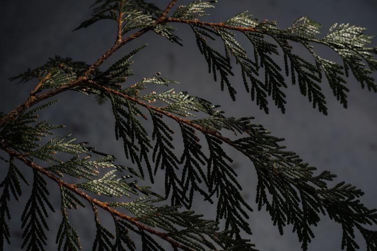BC's Inland Temperate Rainforest
