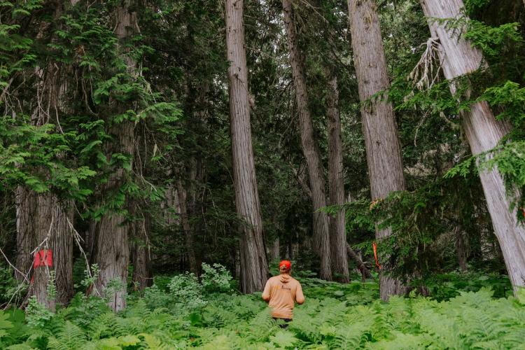 Foster Creek forest with marked trees