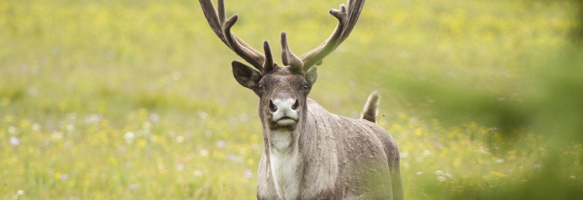 Caribou