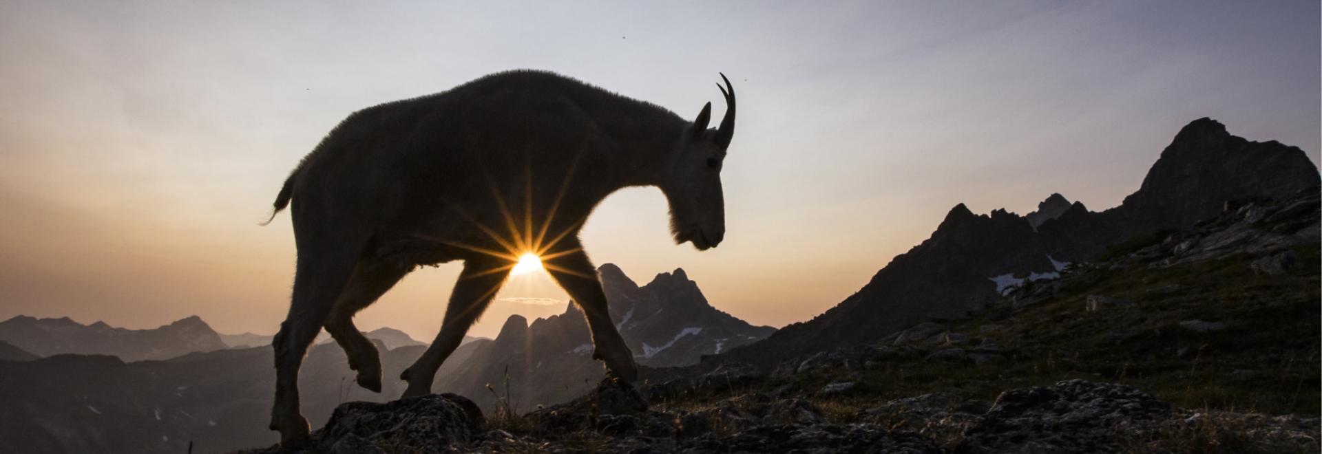 Mountain goat