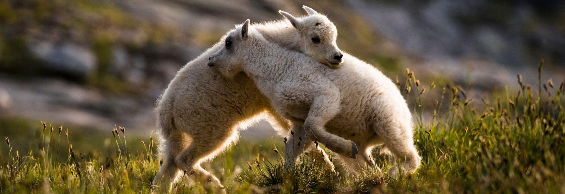 Two mountain goats playing