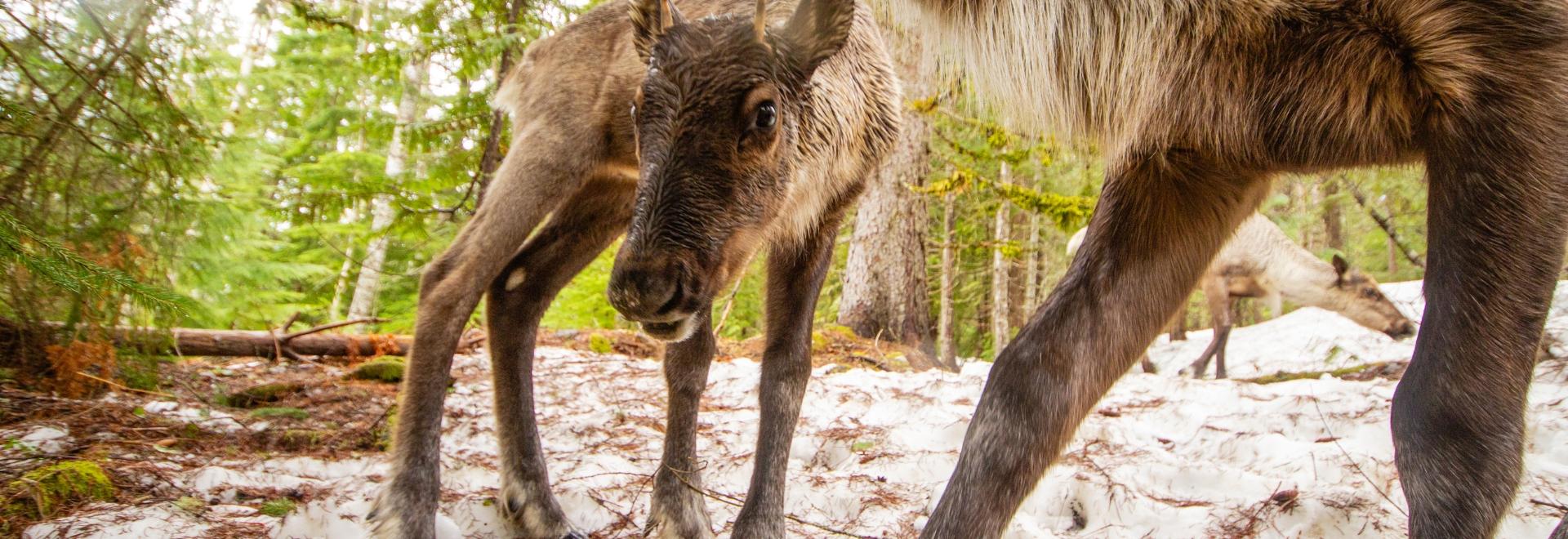 Southern Mountain Caribou calf