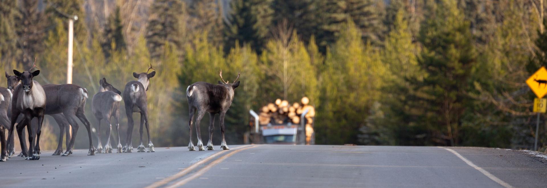 mountain caribou on a highway with a logging truck headed toward them