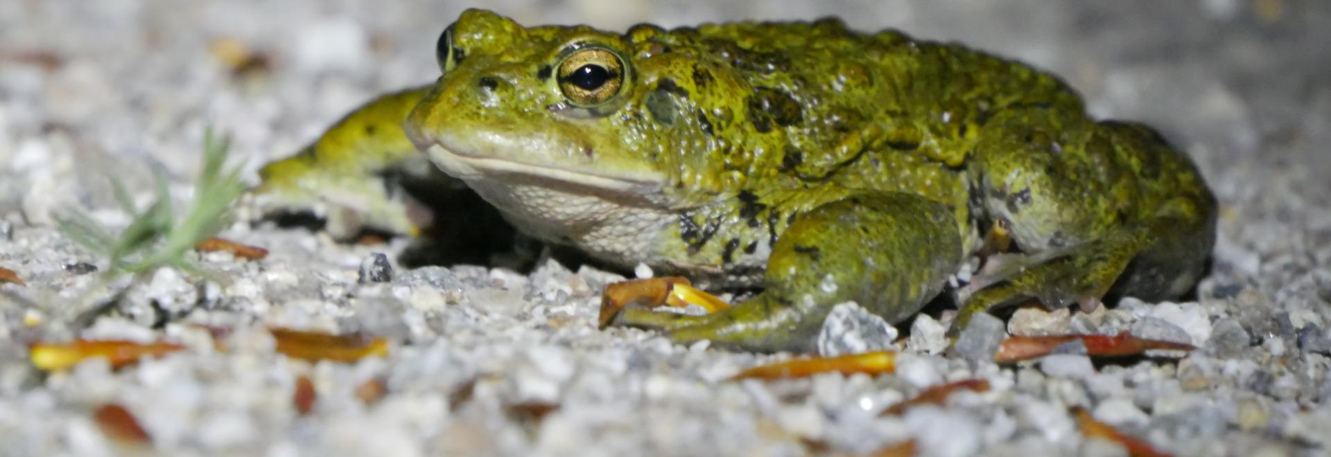Toad